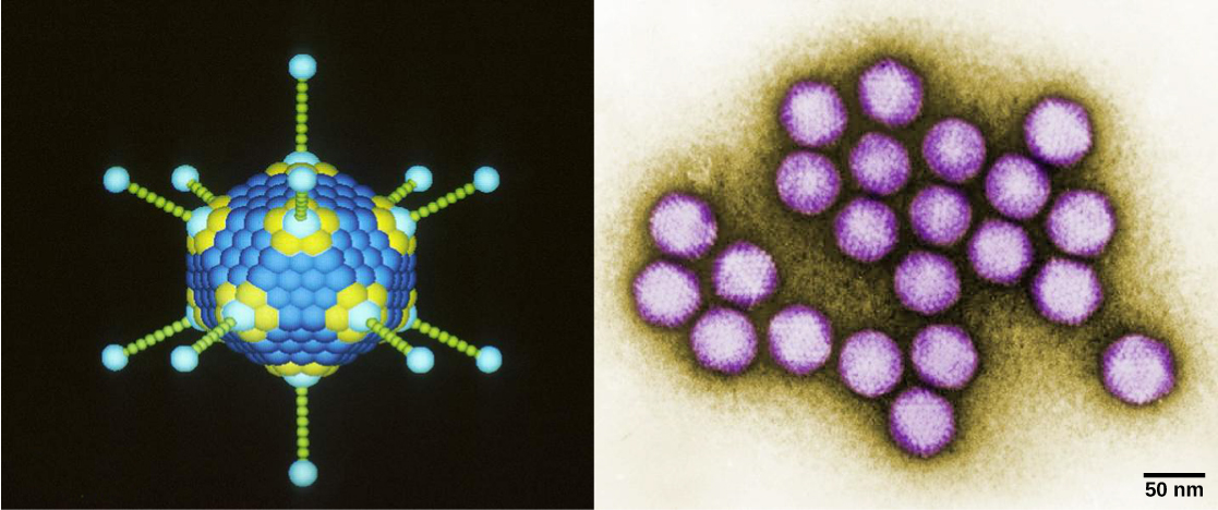 The left illustration shows a 20-sided structure with rods jutting from each apex. The right micrograph shows a cluster of adenoviruses, each about 100 nanometers across.